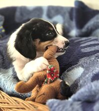 MARGIE, Hund, Mischlingshund in Griechenland - Bild 7
