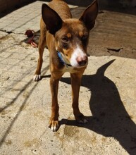 TOBLERONE, Hund, Mischlingshund in Spanien