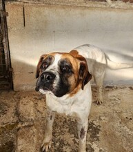LILO, Hund, Mischlingshund in Spanien