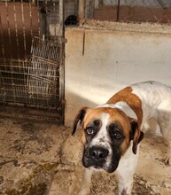 LILO, Hund, Mischlingshund in Spanien - Bild 2