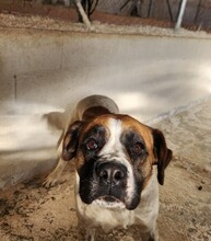 LILO, Hund, Mischlingshund in Spanien - Bild 3