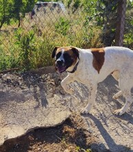 LILO, Hund, Mischlingshund in Spanien - Bild 4