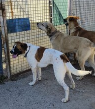 LILO, Hund, Mischlingshund in Spanien - Bild 5