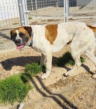 LILO, Hund, Mischlingshund in Spanien - Bild 6