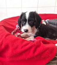 HERKULES, Hund, Mischlingshund in Griechenland - Bild 1