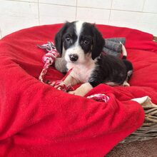 HERKULES, Hund, Mischlingshund in Griechenland - Bild 3