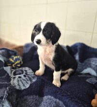 HERKULES, Hund, Mischlingshund in Griechenland - Bild 4