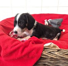 HERKULES, Hund, Mischlingshund in Griechenland - Bild 5