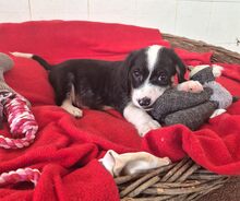 HERKULES, Hund, Mischlingshund in Griechenland - Bild 6