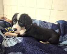 HERKULES, Hund, Mischlingshund in Griechenland - Bild 7