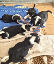 HERKULES, Hund, Mischlingshund in Griechenland - Bild 8