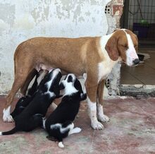 HERKULES, Hund, Mischlingshund in Griechenland - Bild 9