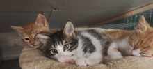 RESA, Katze, Europäisch Kurzhaar in Bulgarien - Bild 10