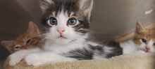 RESA, Katze, Europäisch Kurzhaar in Bulgarien - Bild 4