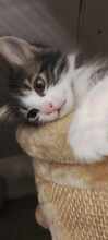 RESA, Katze, Europäisch Kurzhaar in Bulgarien - Bild 5