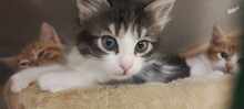 RESA, Katze, Europäisch Kurzhaar in Bulgarien - Bild 6