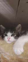RESA, Katze, Europäisch Kurzhaar in Bulgarien - Bild 7