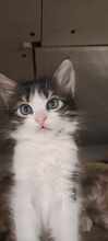 RESA, Katze, Europäisch Kurzhaar in Bulgarien - Bild 8
