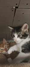 RESA, Katze, Europäisch Kurzhaar in Bulgarien - Bild 9