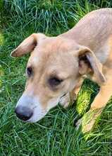 LACKY, Hund, Mischlingshund in Rodenbek
