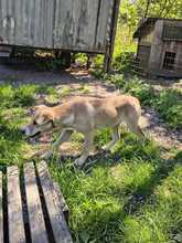 LACKY, Hund, Mischlingshund in Rodenbek - Bild 2
