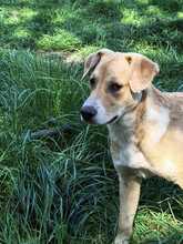 LACKY, Hund, Mischlingshund in Rodenbek - Bild 3