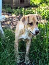 LACKY, Hund, Mischlingshund in Rodenbek - Bild 4