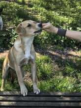 LACKY, Hund, Mischlingshund in Rodenbek - Bild 5