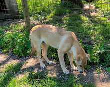 LACKY, Hund, Mischlingshund in Rodenbek - Bild 6
