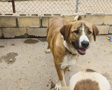 RUBY, Hund, Mischlingshund in Spanien - Bild 3
