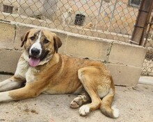 RUBY, Hund, Mischlingshund in Spanien - Bild 4
