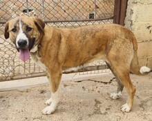 RUBY, Hund, Mischlingshund in Spanien - Bild 5