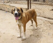 RUBY, Hund, Mischlingshund in Spanien - Bild 6