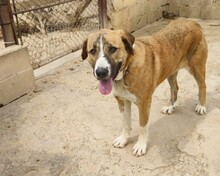 RUBY, Hund, Mischlingshund in Spanien - Bild 7