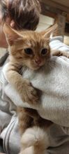 ARCHIE, Katze, Europäisch Kurzhaar in Bulgarien - Bild 1