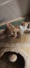ARCHIE, Katze, Europäisch Kurzhaar in Bulgarien - Bild 2