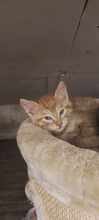 ARCHIE, Katze, Europäisch Kurzhaar in Bulgarien - Bild 3