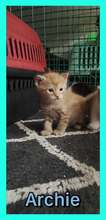 ARCHIE, Katze, Europäisch Kurzhaar in Bulgarien - Bild 4