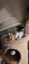 ARCHIE, Katze, Europäisch Kurzhaar in Bulgarien - Bild 5