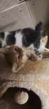 ARCHIE, Katze, Europäisch Kurzhaar in Bulgarien - Bild 6
