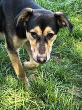 LARSY, Hund, Mischlingshund in Rodenbek