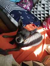 GABRIELA, Hund, Chihuahua in Lohheide, gemfr. Bezirk