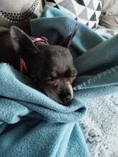 GABRIELA, Hund, Chihuahua in Lohheide, gemfr. Bezirk - Bild 2