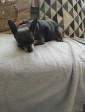 GABRIELA, Hund, Chihuahua in Lohheide, gemfr. Bezirk - Bild 6
