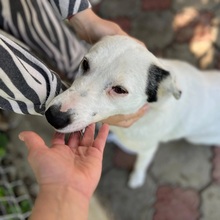 SOLINA, Hund, Mischlingshund in Rumänien - Bild 1
