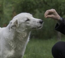 SOLINA, Hund, Mischlingshund in Rumänien - Bild 2