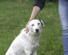 SOLINA, Hund, Mischlingshund in Rumänien - Bild 3