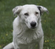 SOLINA, Hund, Mischlingshund in Rumänien - Bild 4