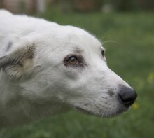 SOLINA, Hund, Mischlingshund in Rumänien - Bild 5