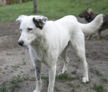 SOLINA, Hund, Mischlingshund in Rumänien - Bild 6